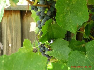 25 Seed Concord Grape Seed Year 2012 Grow Your Own Grape