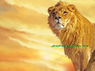 Beautiful Painting The Lion Is Overlooking on Canvas