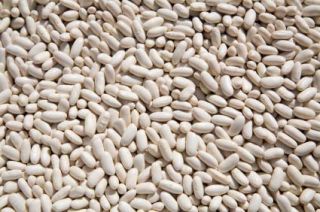  bean often used in tuscan cooking the cannellini bean has a thin