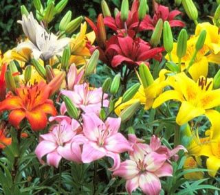 Cottage Farms 25 Piece Rainbow Asiatic Lily Mix —