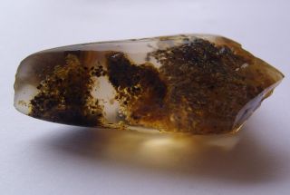Fossil Black Ant 100`s of Eggs in Ancient Copal Amber