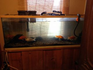 165 Gallon Fish Tank Complete with Stand and Filter