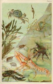 1890 Marine Life Lobster Crabs Shrimp Antique Chromolithograph Print J