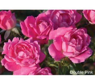 Cottage Farms 4 Piece Knock Out Rose Collection —