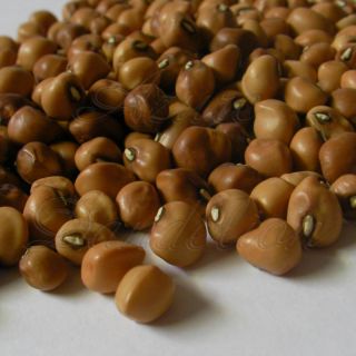 Heirloom Mississippi Silver Crowder Cowpea Seed