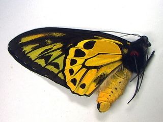 Unmounted Butterfly Ornithoptera Croesus Lydius Male