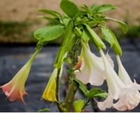 COLOR ~Angel Trumpet Tree 6 Fresh Seeds~Brugmansia, HUGE TRUMPETS