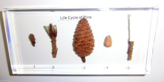  Plant Life Cycle Specimen Pine 5 Stages