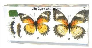 Life Cycle of Butterfly Specimen   Leopard Lacewing (Cethosia cyane)