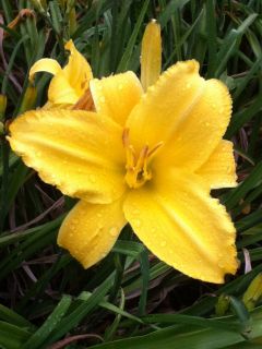 DAYLILY Mary Todd Large Yellow Blooms Combine Shipping Many Available