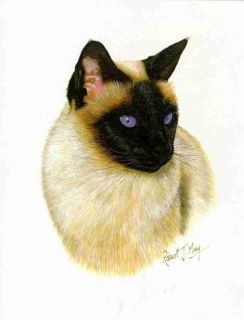 click to view image album beautiful siamese print the print has a