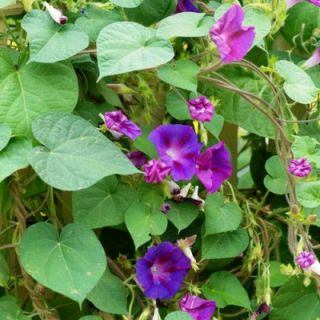 morning glory Ipomoea indica Cypress vine moonflower 60 Mixed seeds