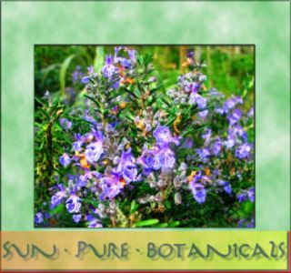 16 oz Rosemary 100 Pure Essential Oil Shipping Deal