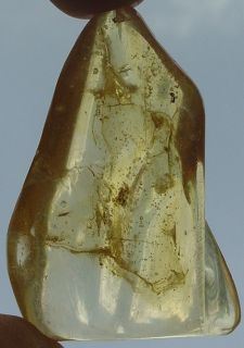 Fossil Copal Amber Madagascar 10 000 Years Insect Fly