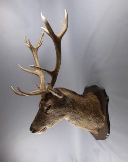 red deer stag head taxidermy image 3
