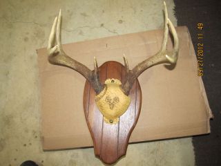 4x4 Whitetail Deer Rack Antlers Horns Hand Crafted Plaque