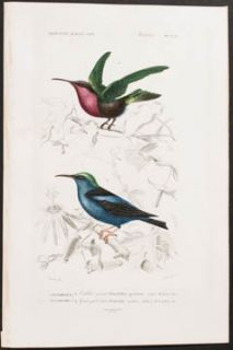  Orbigny   Hummingbird. 3   1849 Dictionnaire Universel Bird Engraving