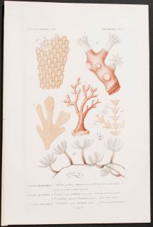  Coral & Sea Life. 5   1849 Dictionnaire Universel Sea Life Engraving