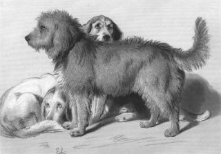 DOGS The three dogs Landseer antique print c1880