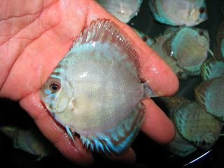 Live Discus Fish for Sale Canada Wide Shipping Available 3 Reflection