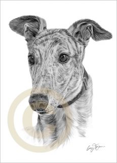 Dog Greyhound Edition Art Pencil Drawing Print A4 Signed by Artist
