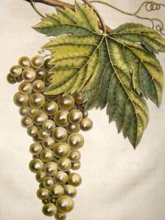 Duhamel Du Monceau 1768 Hand Col Fruit Print Muscat Blanc Grapes 3