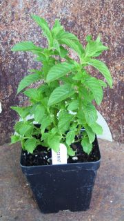 Spice Mint Hybrid Westerfield 1 Plant