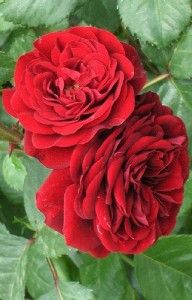Rosa Lava Flow Lavaglut Dark Red Rose Own Root Plant