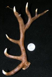 Miniature Elk Shed Antler Antlers Ornament