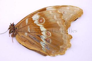 Morpho Godarti Tingomariensis Gynandromorph Unmounted Butterfly 1 Cent