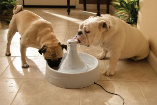 Drinkwell 360 Pet Fountain for Dogs and Cats Great for Multiple Pets