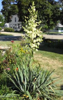 live plant adam s needle yucca stately drought tolerant beauty
