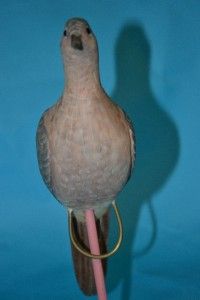 dove decoy very rare sgd ron rue