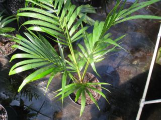 RARE Dwarf Majesty Palm Tree Potted Patio Seedling