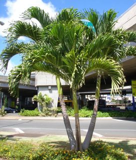  Palm Tree Adonidia Merrilli 10 Live Seeds Tropical Dwarf Royal Palm