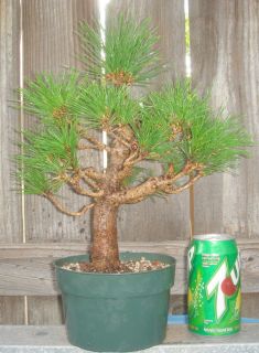 Japanese Black Pine Pre Bonsai Dwarf Shohin Big Fat Huge Trunk Pinus
