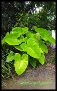  CLUMPING ELEPHANT EAR~~LIME ZINGER~~A MUST HAVE~~PONDS~~POTS~~1 PLANT