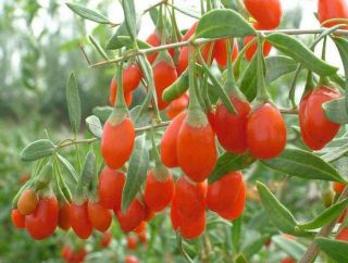  Berry Lycium Chinense Shrub Seeds Edible Fruit Fast Growing