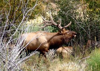 Wyoming Rocky Mountain Elk Hunt 5 Day Hunting Package $500 Deposit Fee