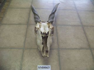 Very Large Eland Skull African Animal Unique SM0063