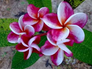 Plumeria/Frangipani/Flowers/Elsie#2/50 seeds