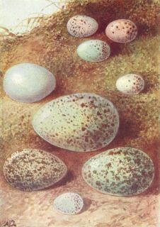 Eggs Gold Bull Chaffinch Magpie Raven Linnet Rook 1901