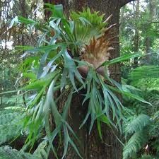 platycerium bifurcatum the elkhorn fern occurs naturally in new guinea