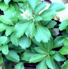 Pachysandra plants 10 rooted cuttings Spring bloom evergreen