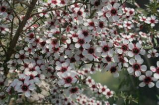 Large Flowered Tea Tree Seed Native Evergreen Shrub 2m Fragrant