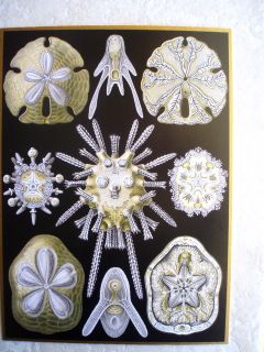 Sea Shells Ernst Haeckel Ocean Print Life Sand Dollar