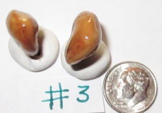 Cow Elk Teeth Tooth Whistlers Burglers for Jewerly Mountain Man 3