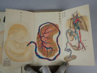 Japanese Vintage Female Anatomy Medical Chart Baby Fetus Model