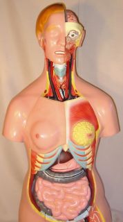 35 26 Parts Human Body Torso Anatomical Model New