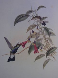 Old Bird Print H91 Goulds Hummingbird Feed Red Flower
